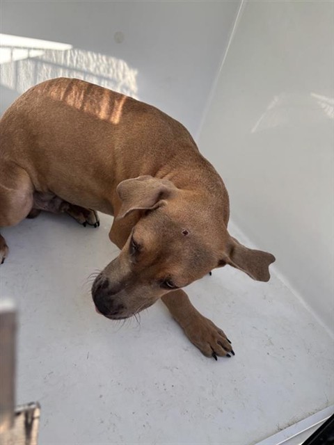 Adoptable Dog