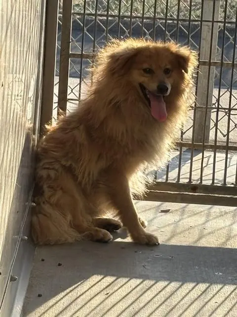 *Nacho