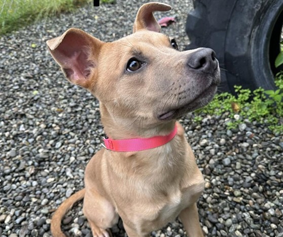 Daphne