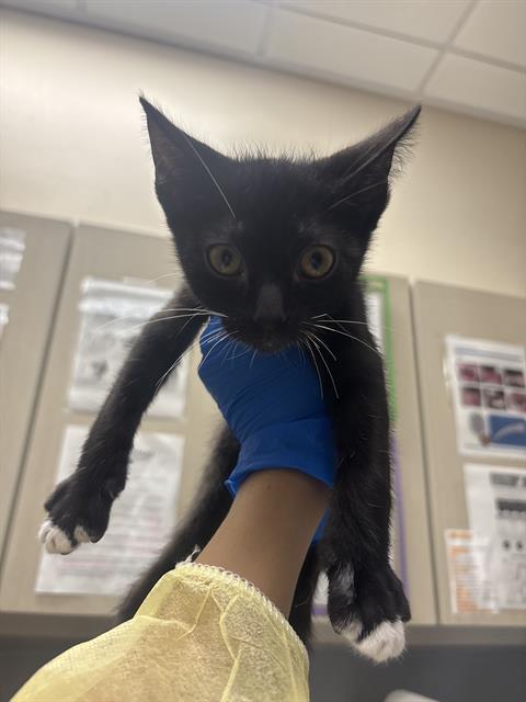 Adoptable Cat
