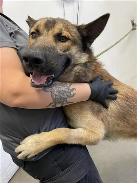 Adoptable Dog