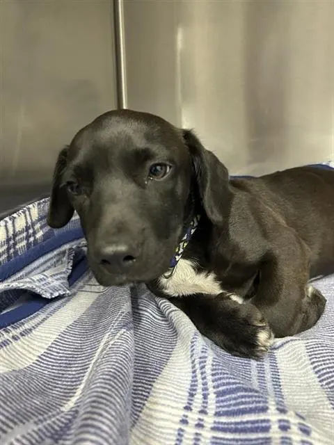 Adoptable Dog