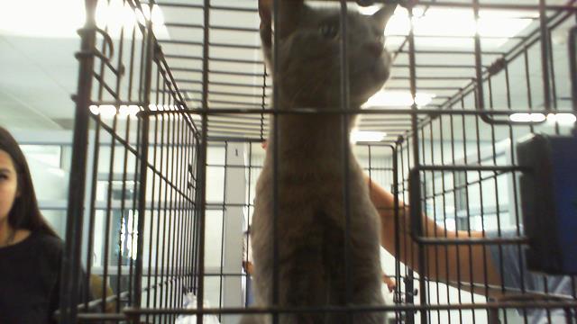 Adoptable Cat