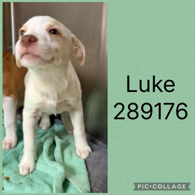 Luke