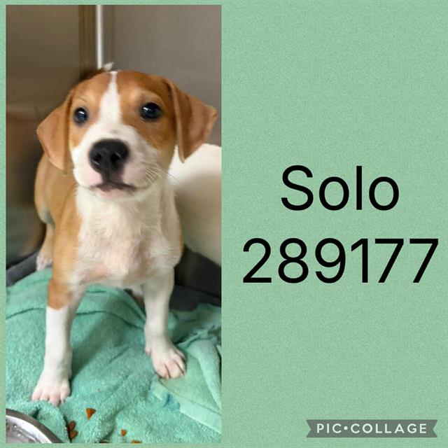 Solo