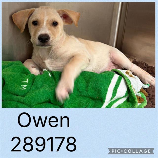 Owen