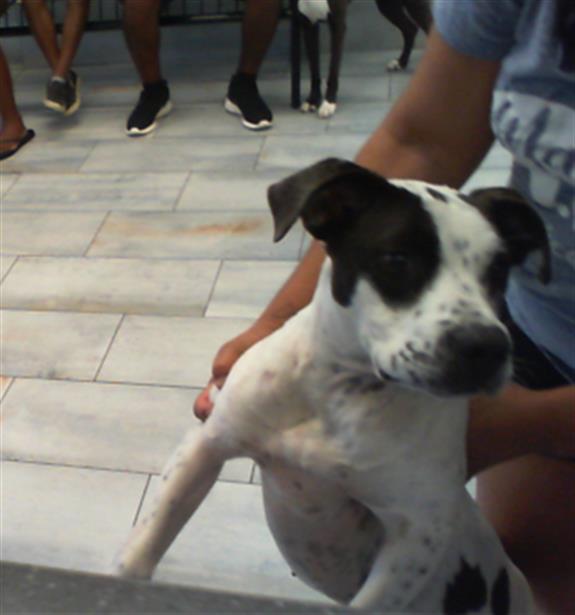 Adoptable Dog