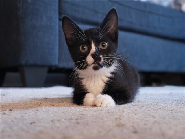 Domino