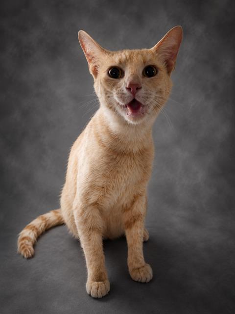 Adoptable Cat
