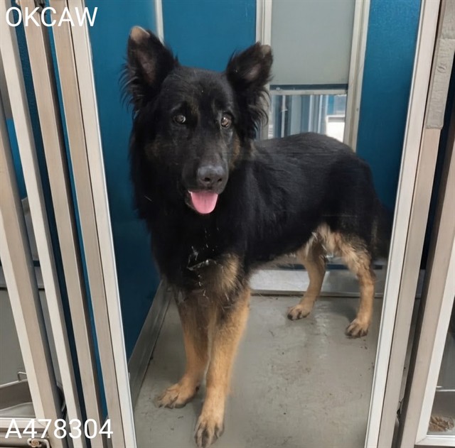 Adoptable Dog
