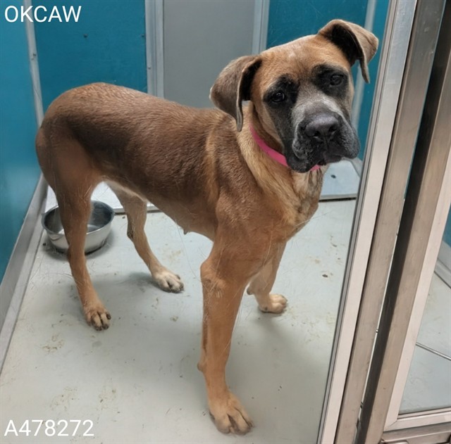 Adoptable Dog