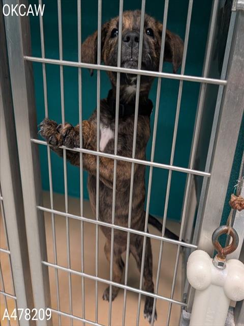 Adoptable Dog