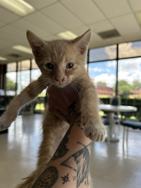 Adoptable Cat
