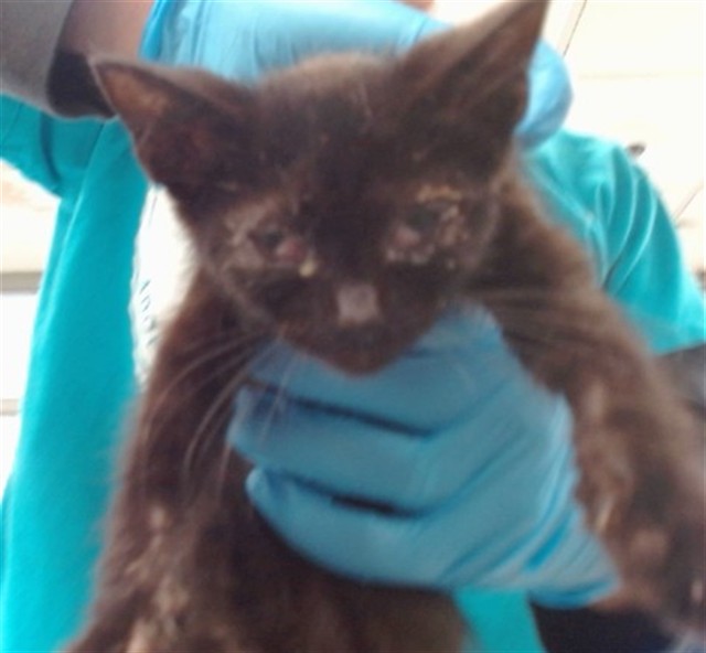 Adoptable Cat