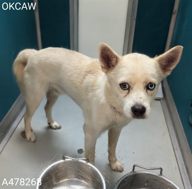 Adoptable Dog