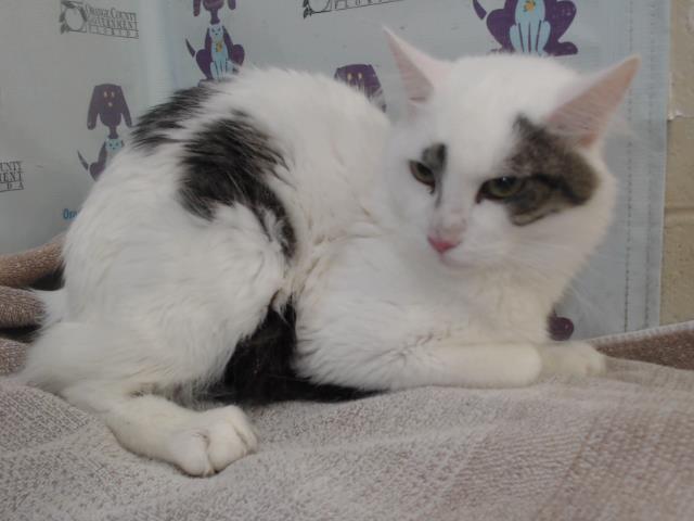 Sylvester
