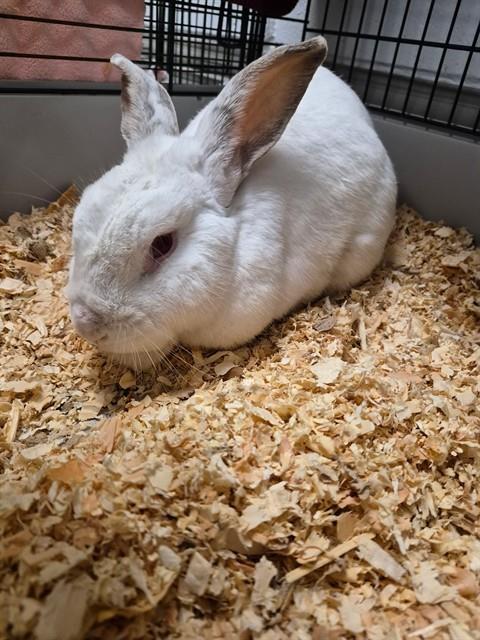 Thumper