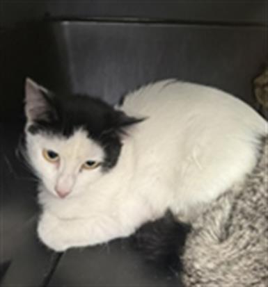 Adoptable Cat