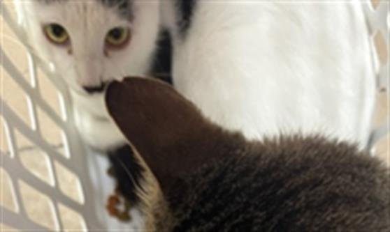 Adoptable Cat