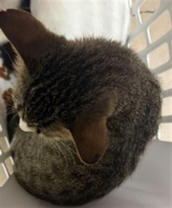 Adoptable Cat