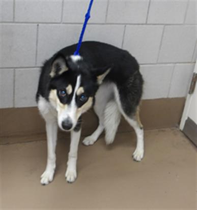 Adoptable Dog