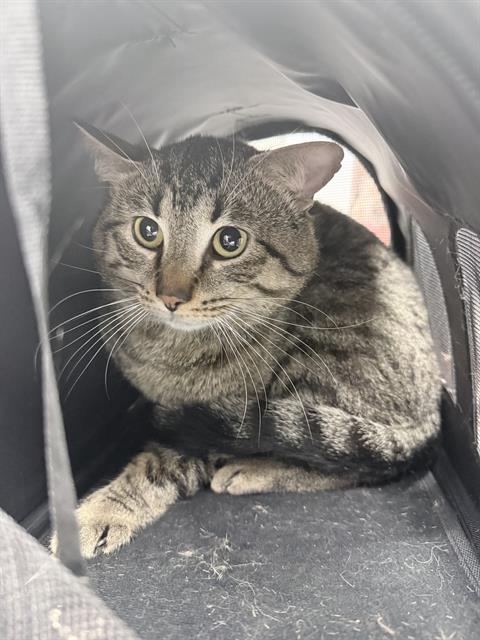 Adoptable Cat