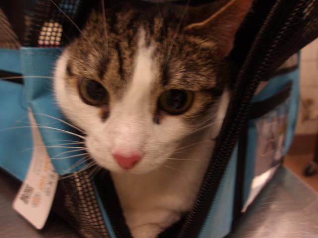 Adoptable Cat
