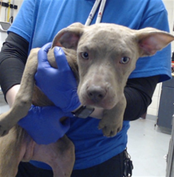 Adoptable Dog