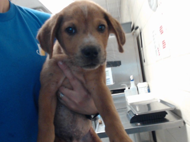 Adoptable Dog