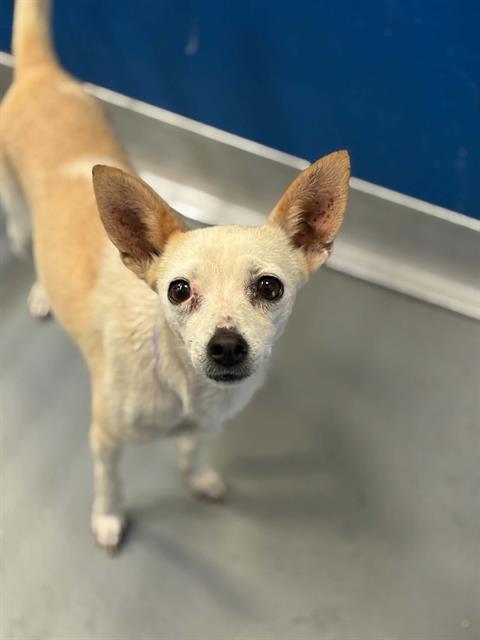 Adoptable Dog