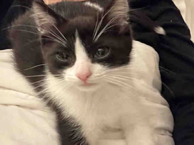 Mikey-In Foster