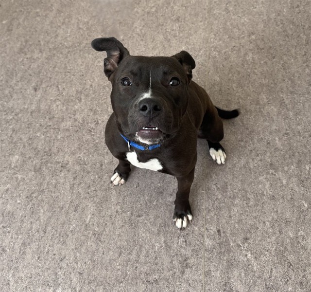 Watson