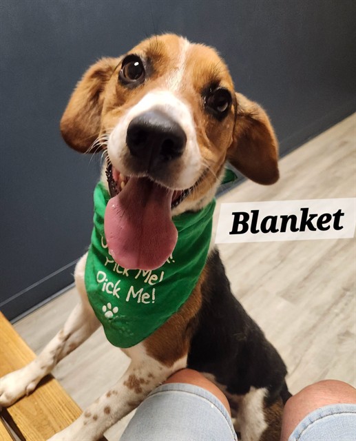 Blanket