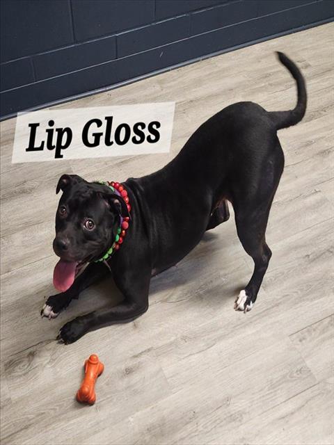 Lip Gloss