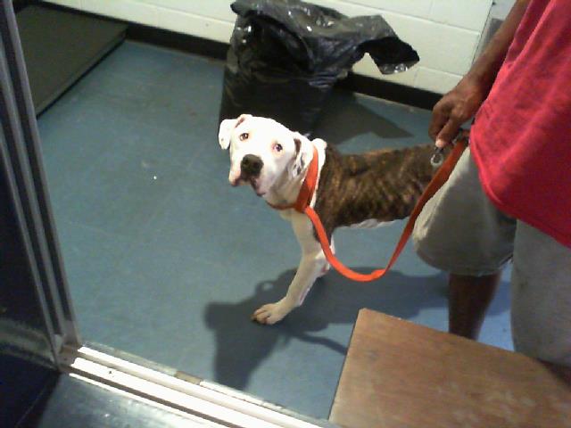 Adoptable Dog