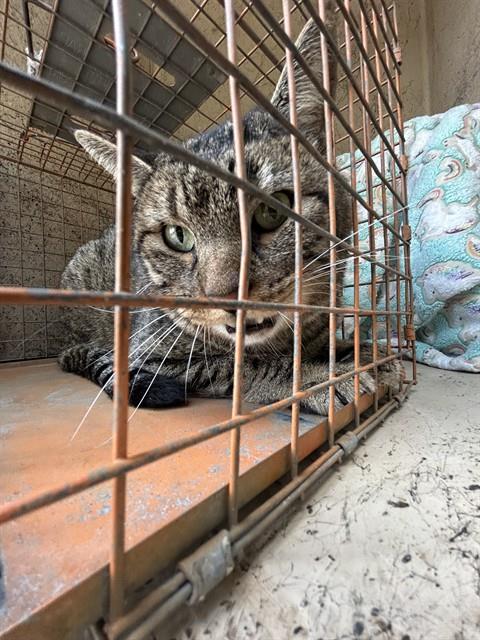 Adoptable Cat