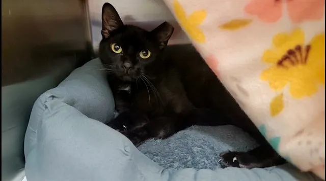 Magik