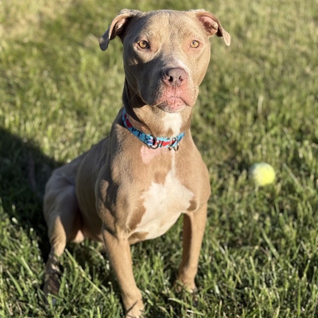 Tazz