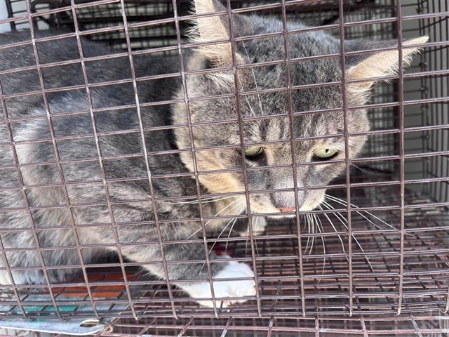 Adoptable Cat