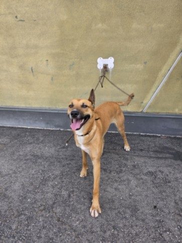 Kona