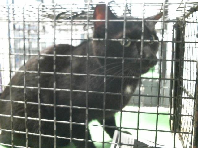 Onyx