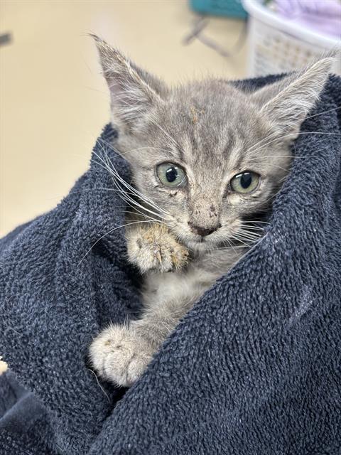 Mildred