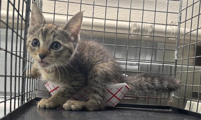 Adoptable Cat