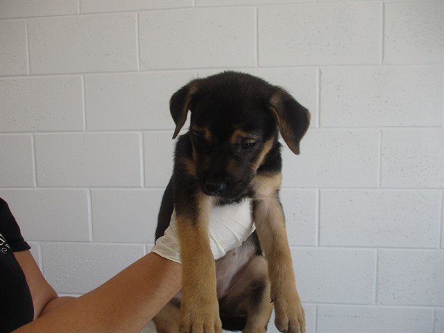 Adoptable Dog