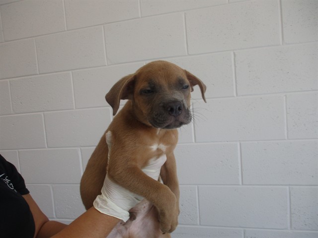 Adoptable Dog