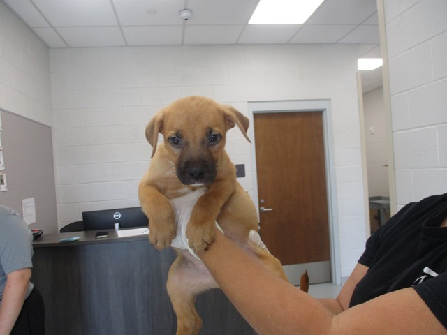 Adoptable Dog