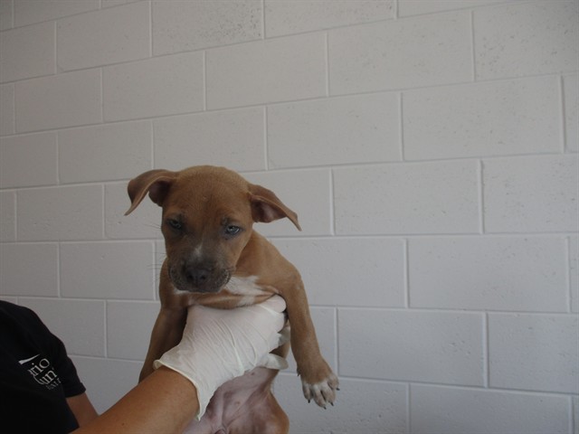 Adoptable Dog