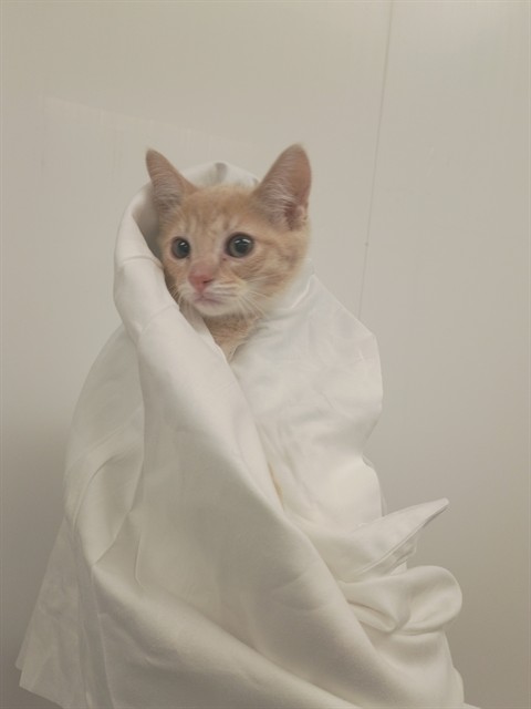 Adoptable Cat