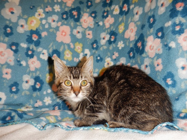 Willow