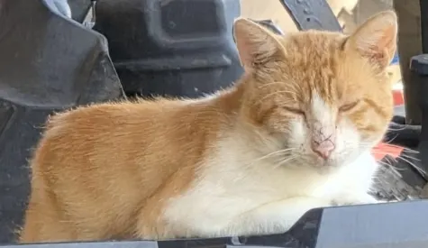 Adoptable Cat